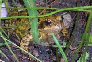 ponds in cardiff with frogs